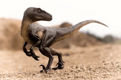 Velociraptor
